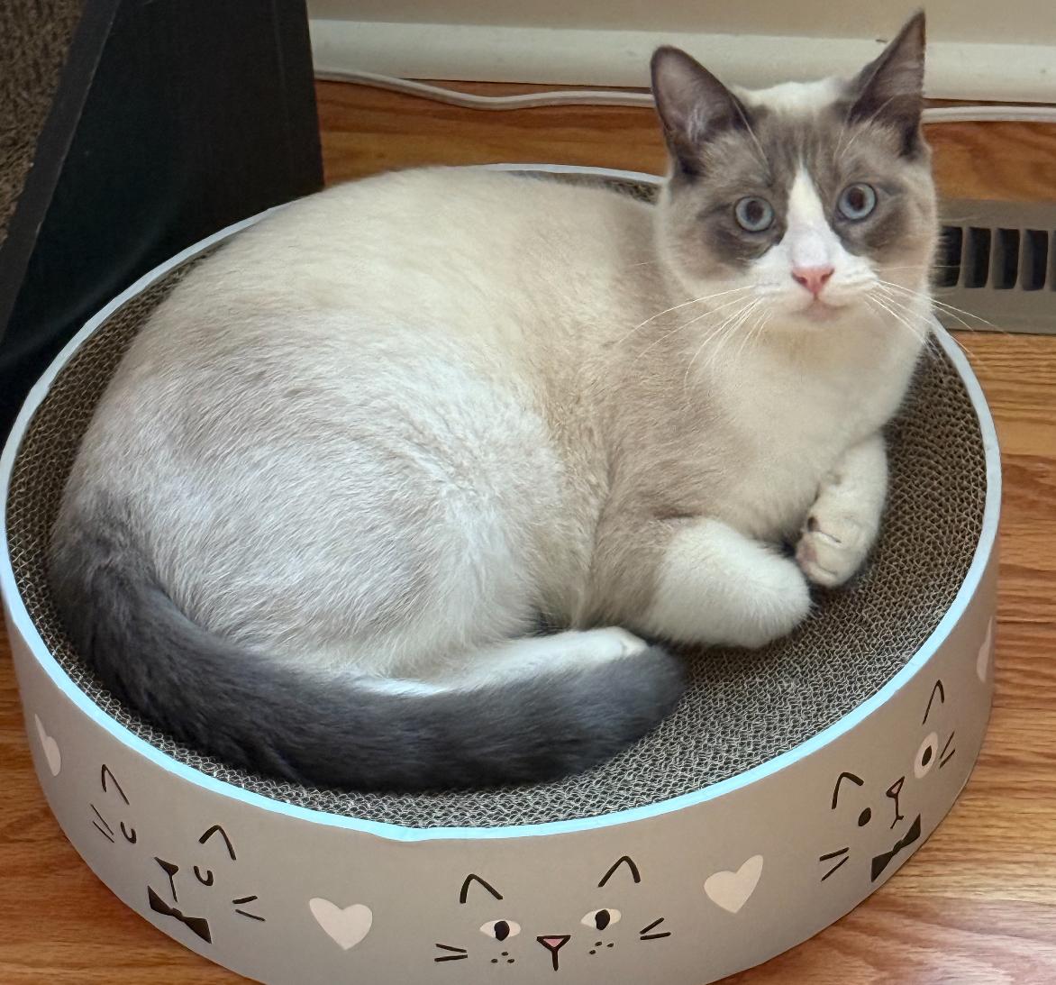 Finn (bonded with Figaro) 1