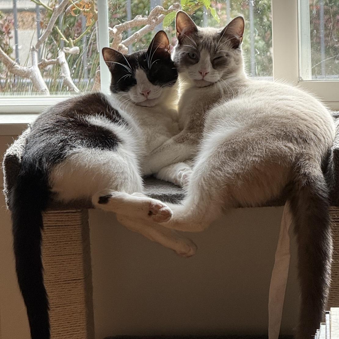 Finn (bonded with Figaro) 2