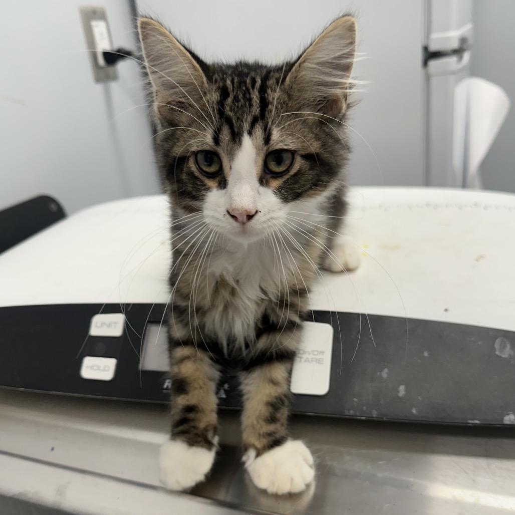 Spongebob, an adopted Domestic Medium Hair in Clinton, IL image 2/2