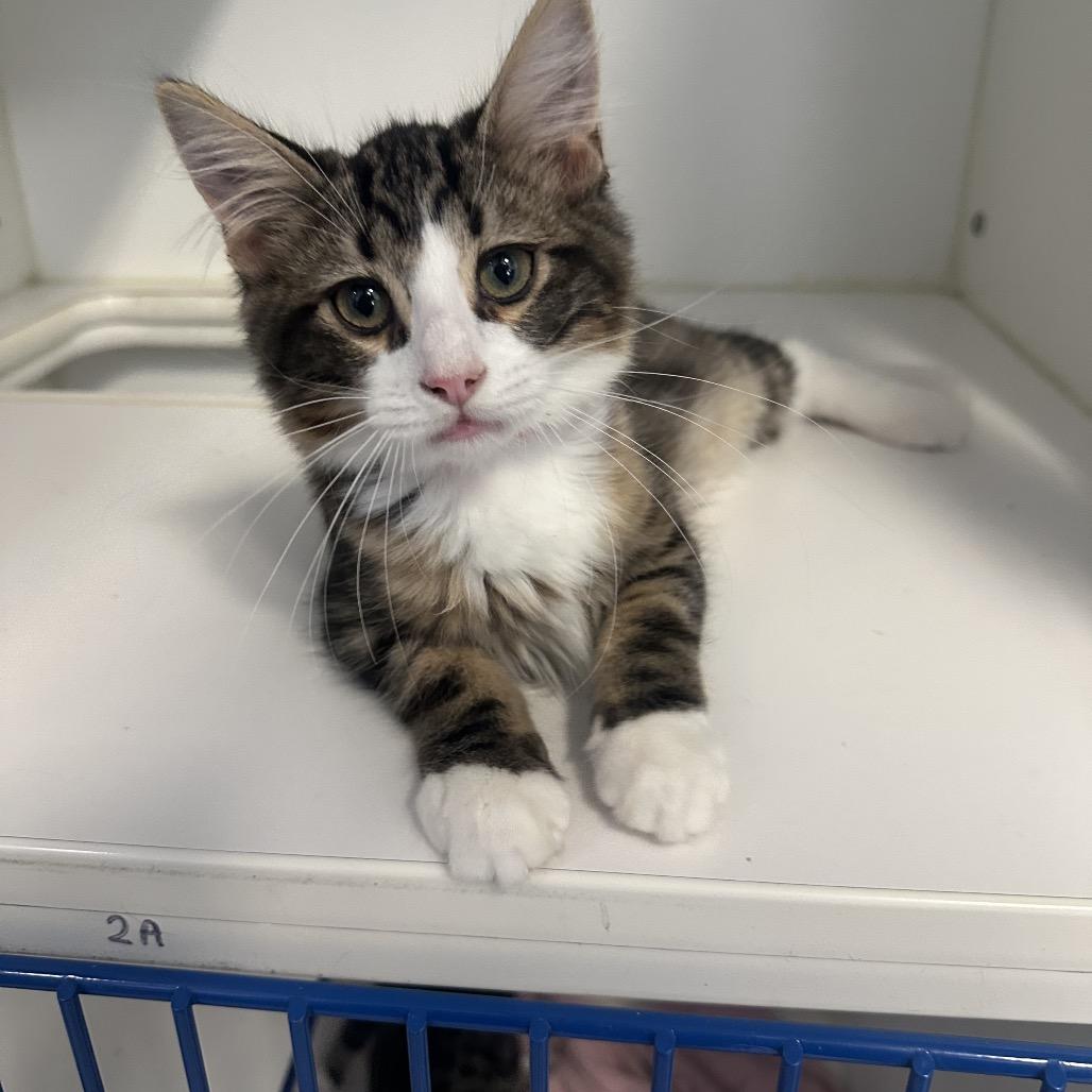 Spongebob, adopted, Young Male Domestic Medium Hair.