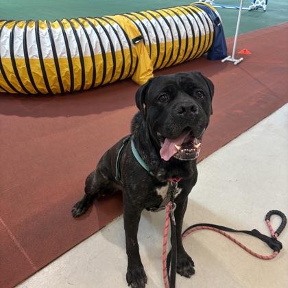 Enlarge Slow Mo, a Adoptable mixed breed in Richmond, VA image 1/3