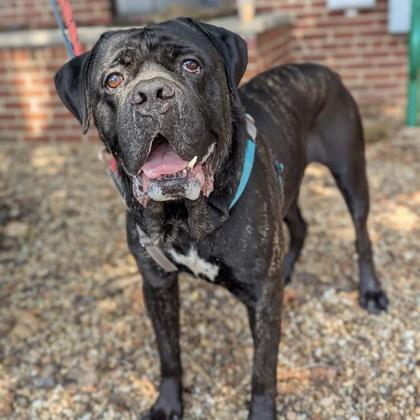 Enlarge Slow Mo, a Adoptable mixed breed in Richmond, VA image 2/3