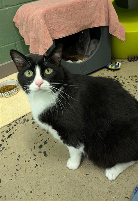 Enlarge SOCKO, a Adoptable Domestic Short Hair in Leesburg, VA image 1/1