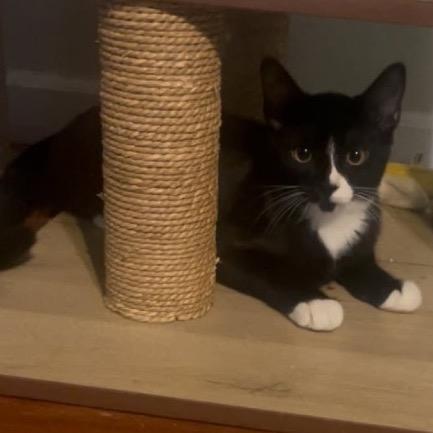 Magpie, Adoptable, Young Male Domestic Short Hair.