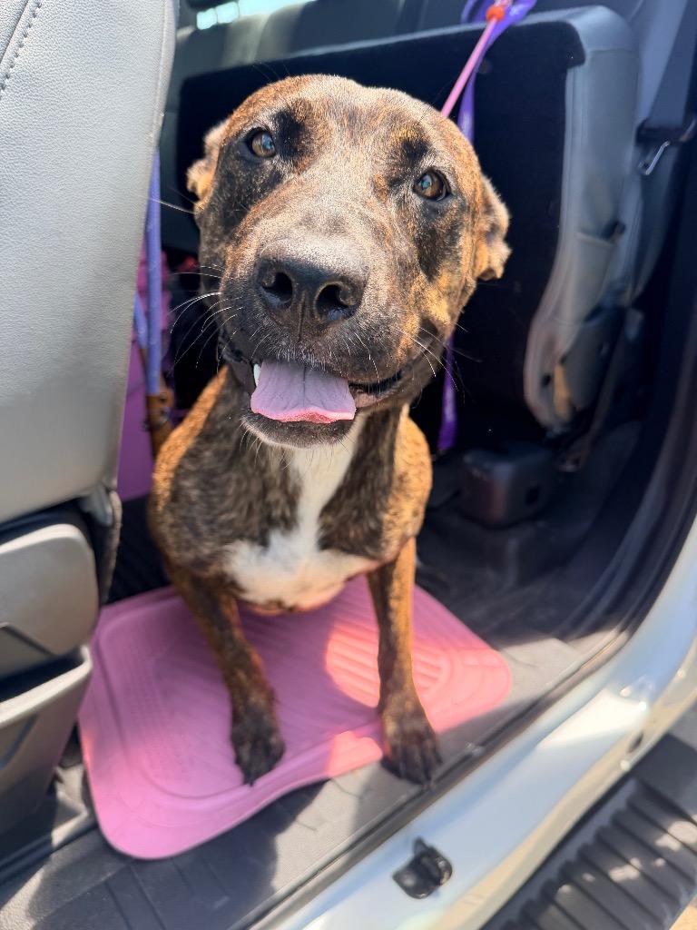 Flamingo, Adoptable, Young Female Mountain Dog & Plott Hound.