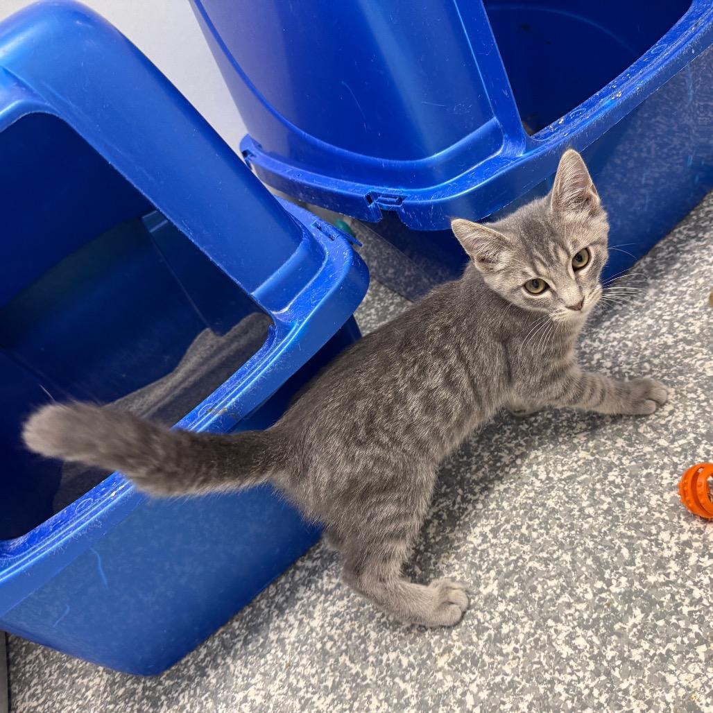 Casey, a Adoptable Domestic Short Hair in Carroll, IA image 1/6