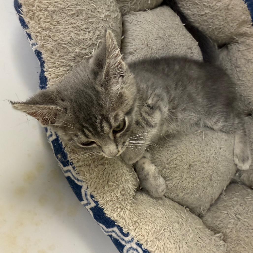 Casey, a Adoptable Domestic Short Hair in Carroll, IA image 2/6