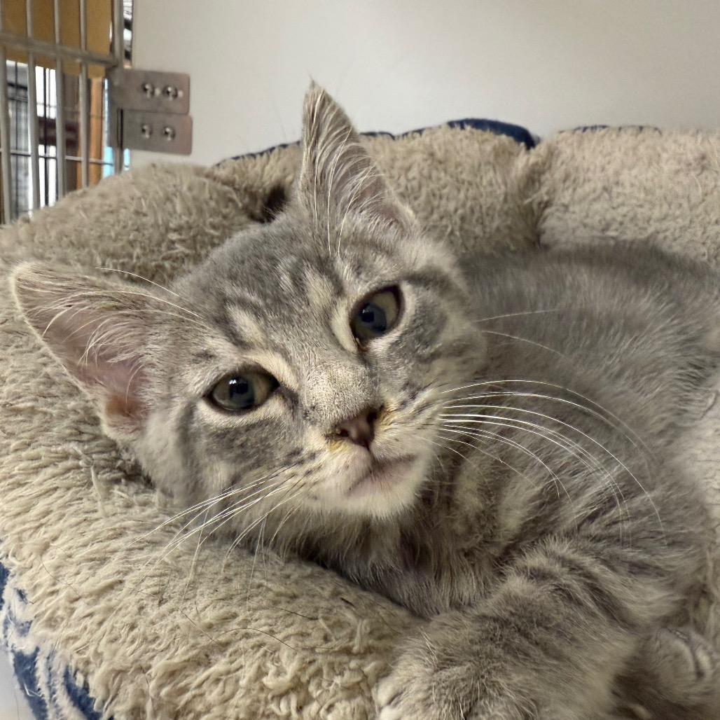 Casey, a Adoptable Domestic Short Hair in Carroll, IA image 3/6