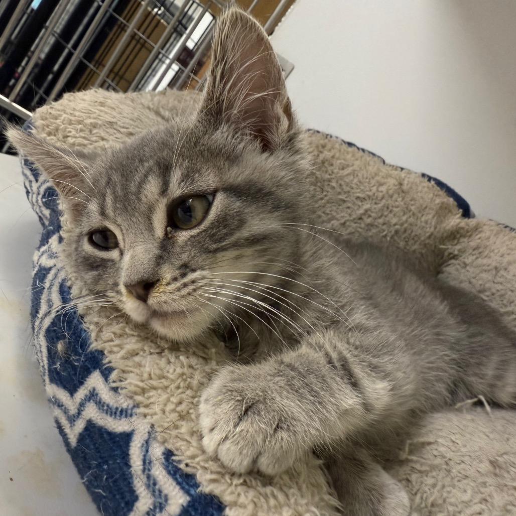 Casey, a Adoptable Domestic Short Hair in Carroll, IA image 4/6