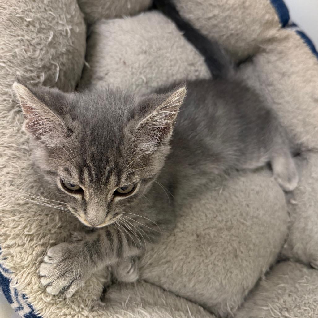 Casey, a Adoptable Domestic Short Hair in Carroll, IA image 5/6