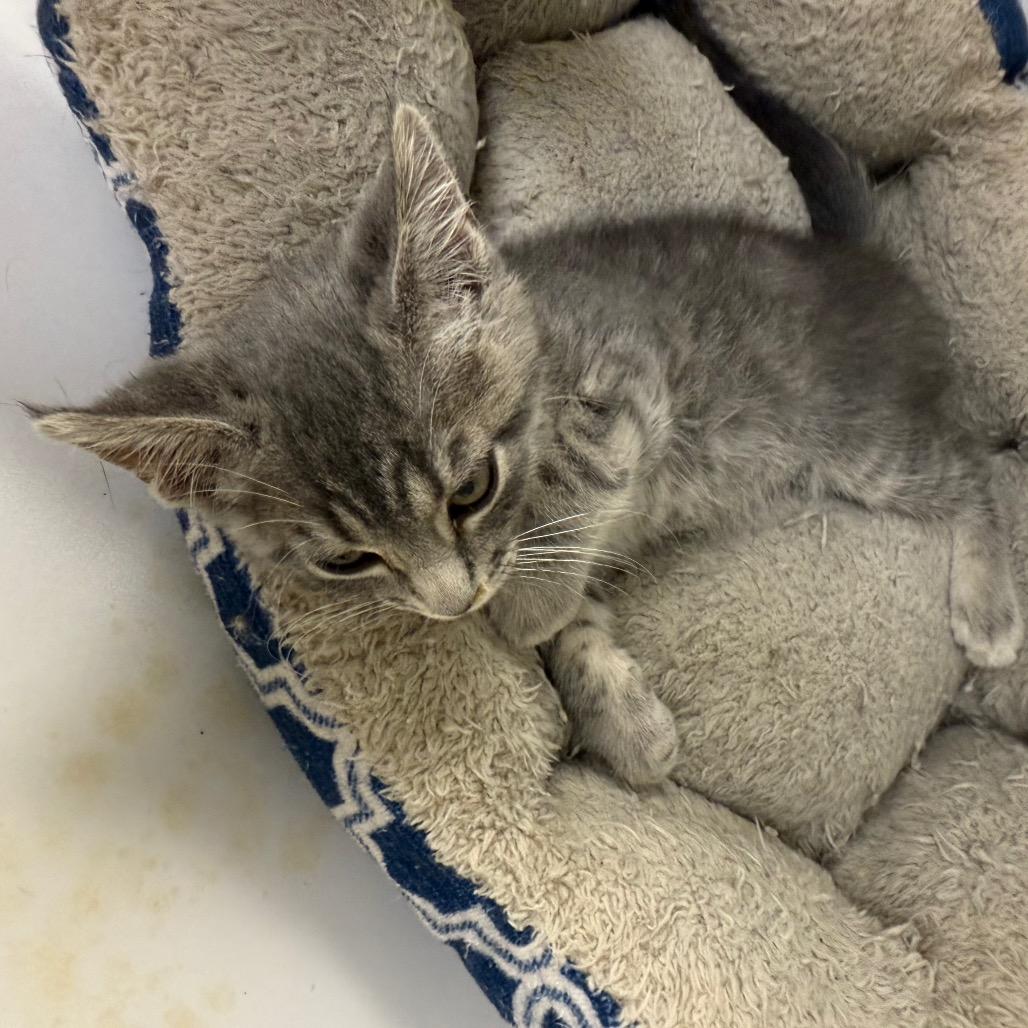 Casey, a Adoptable Domestic Short Hair in Carroll, IA image 6/6