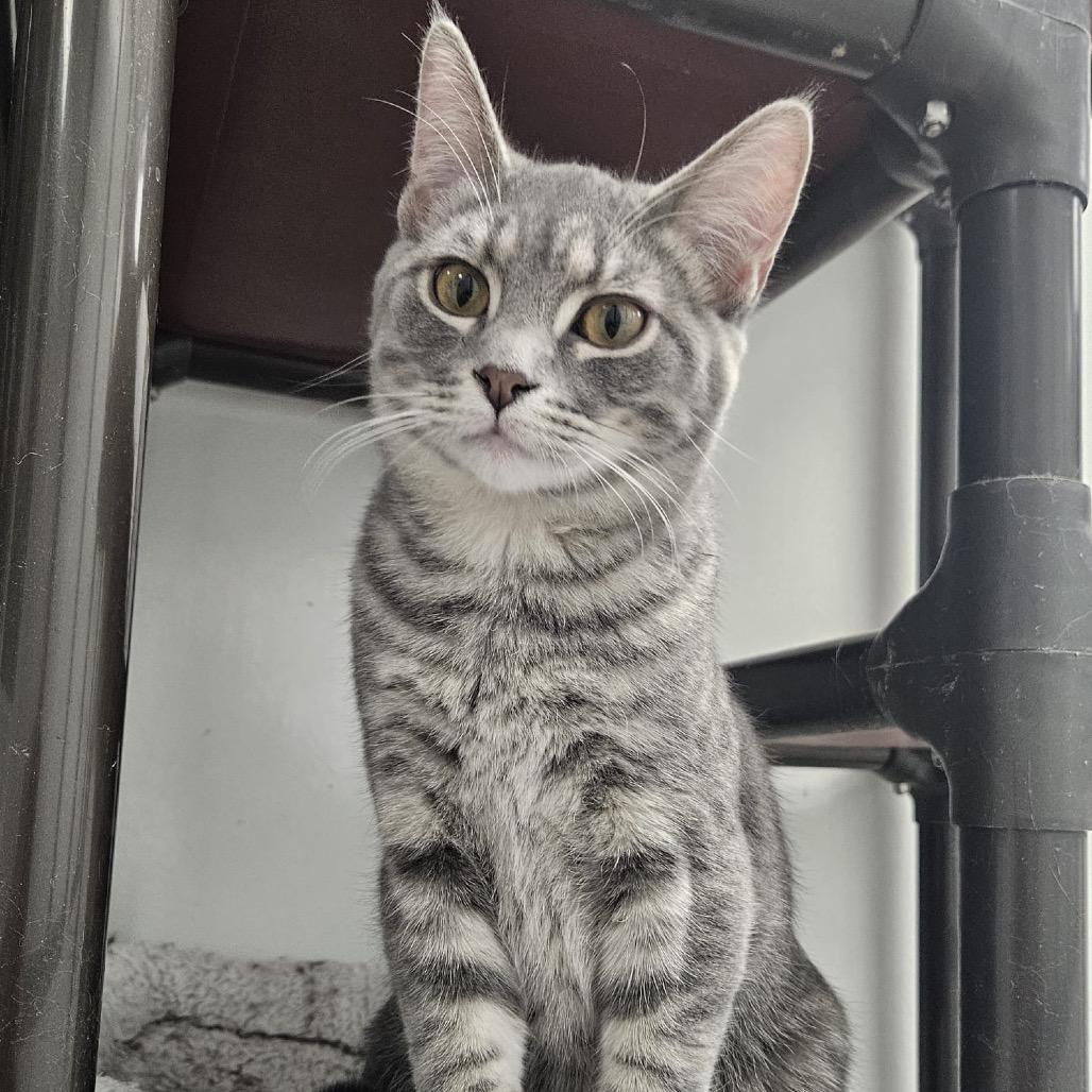 Enlarge Casey, a Adoptable Domestic Short Hair in Carroll, IA image 6/6