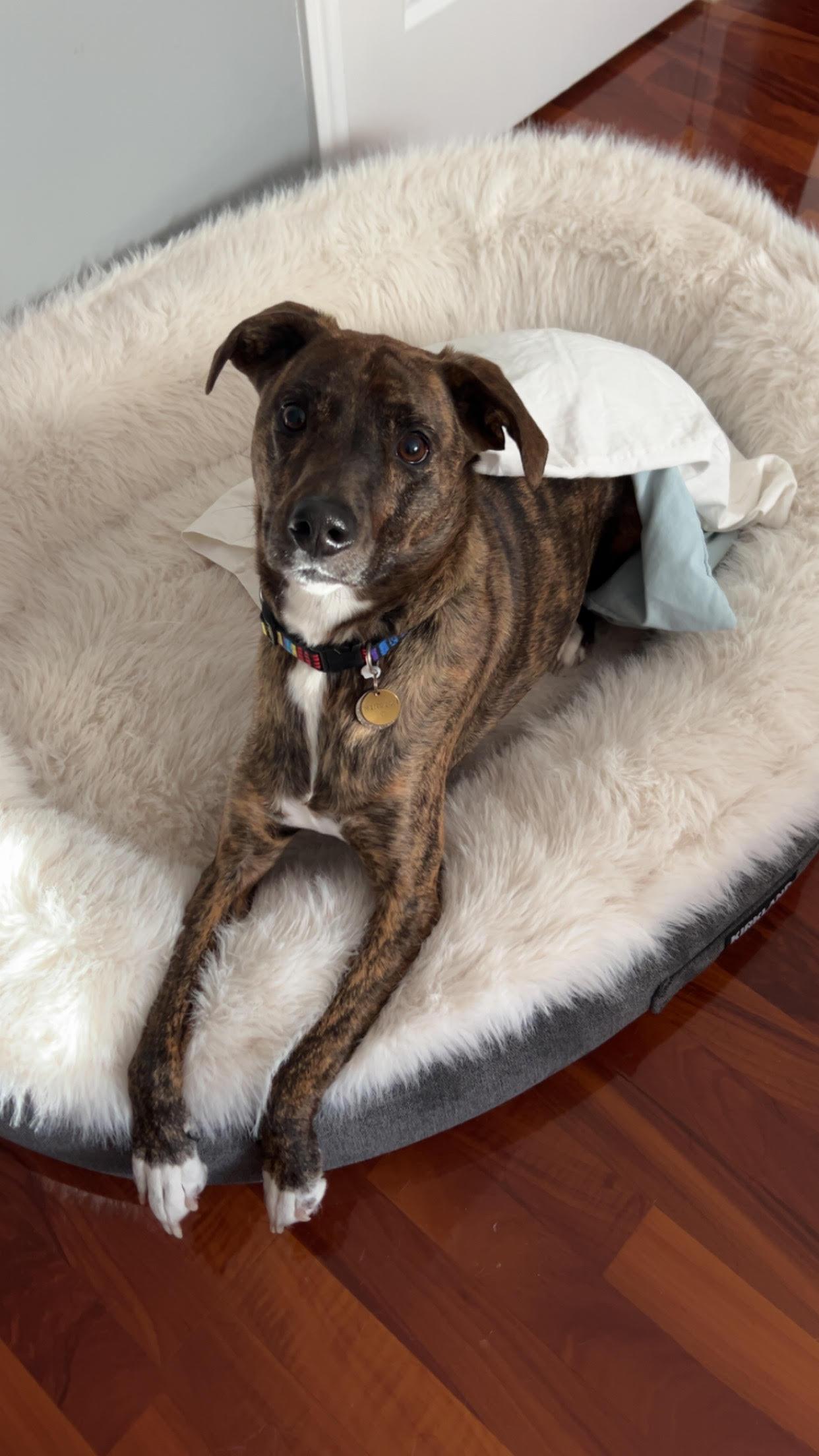 WINSTON, an adopted mixed breed in Waldwick, NJ image 5/6