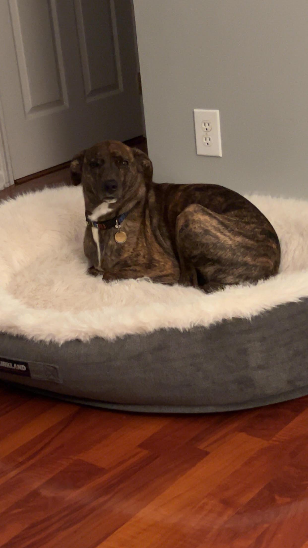 WINSTON, an adopted mixed breed in Waldwick, NJ image 2/6