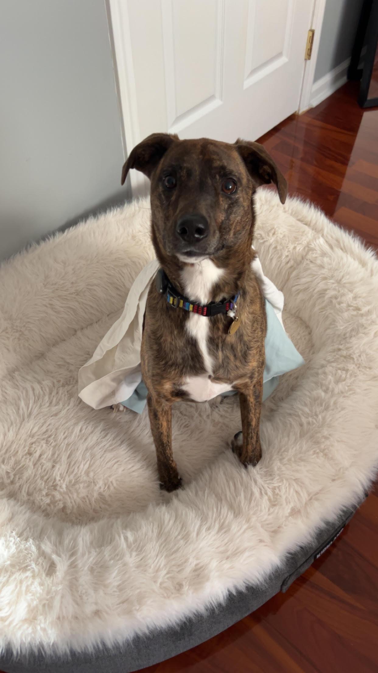 WINSTON, an adopted mixed breed in Waldwick, NJ image 1/6