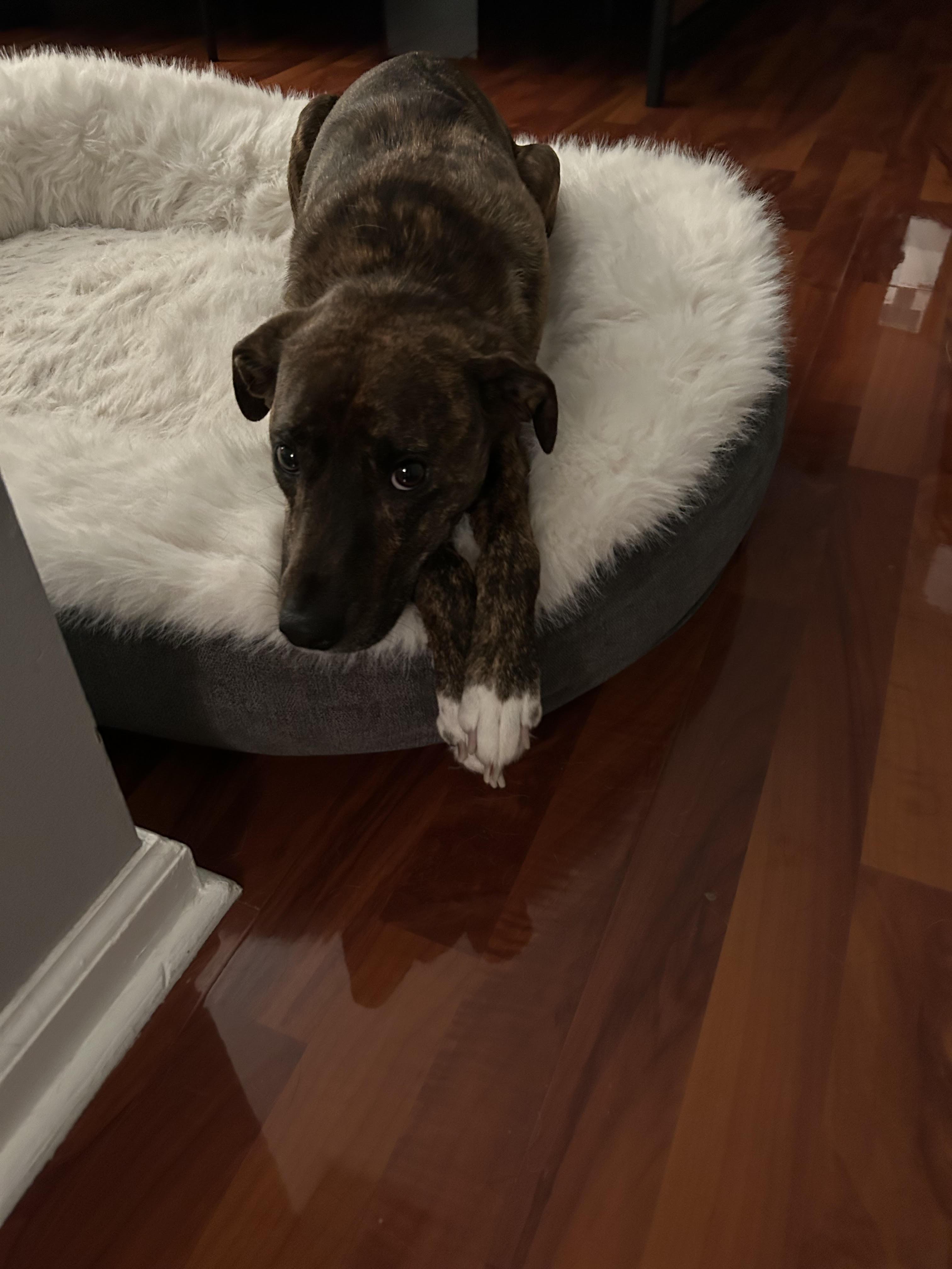 WINSTON, an adopted mixed breed in Waldwick, NJ image 3/6