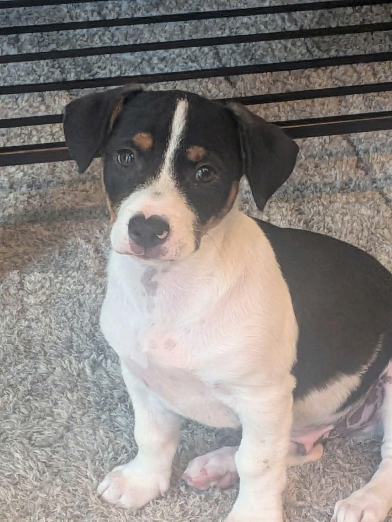 Enlarge Spades, an adopted mixed breed in Pomona, CA image 1/1