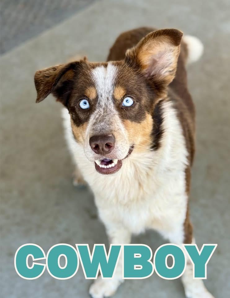 Cowboy, ADOPTABLE, Young Male Australian Cattle Dog / Blue Heeler & Border Collie.