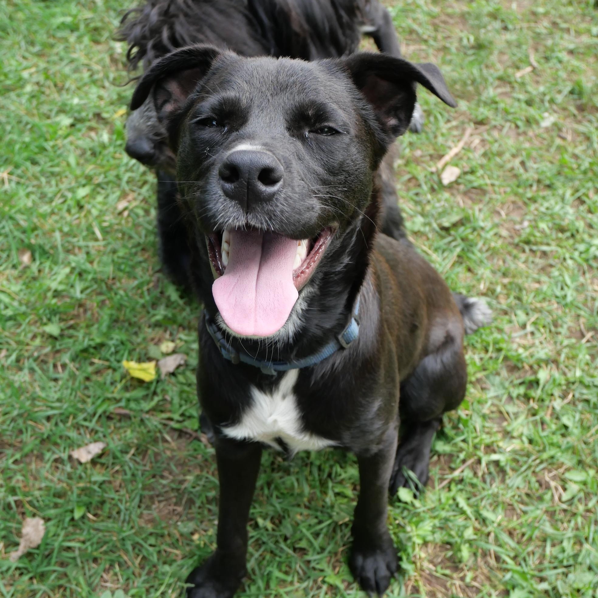 Bear, Adoptable, Young Male Labrador Retriever & Australian Cattle Dog / Blue Heeler.