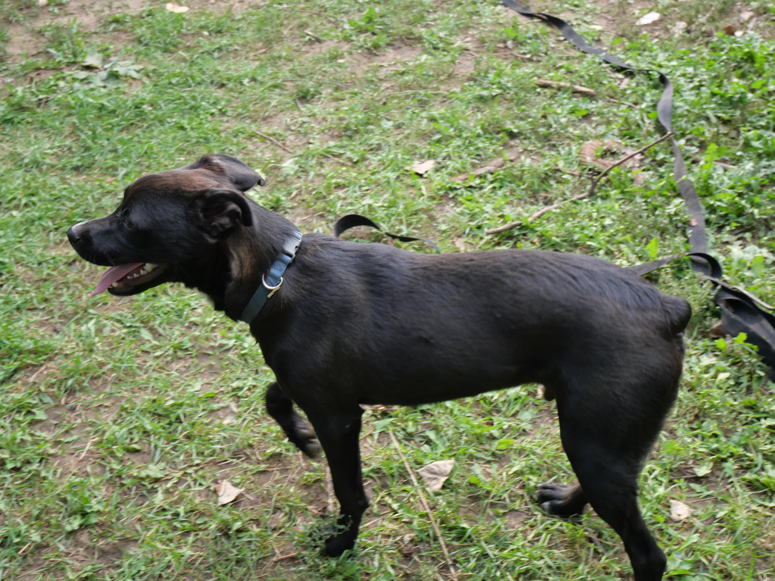 Bear, a Adoptable mixed breed in Boulder, CO image 4/6