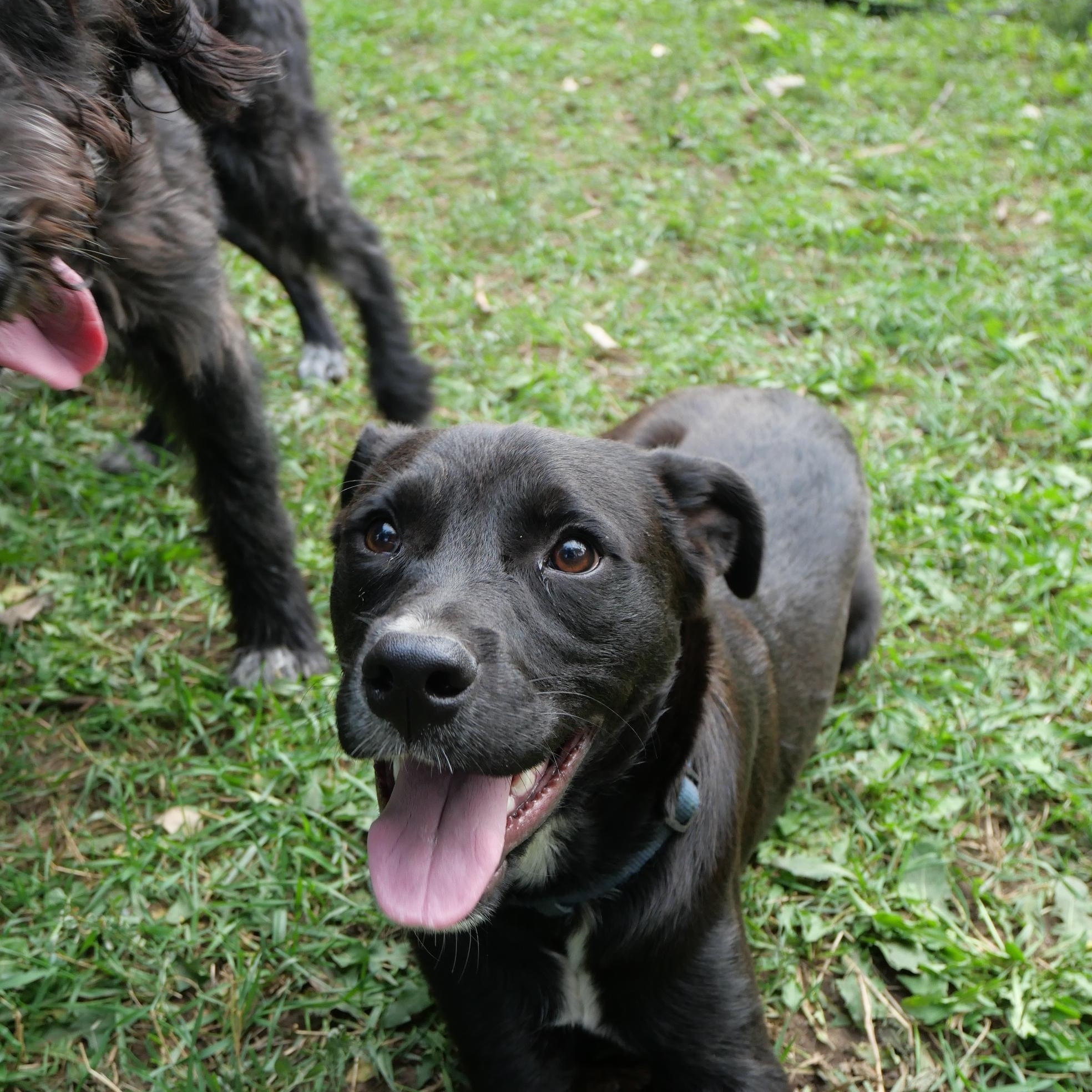 Bear, a Adoptable mixed breed in Boulder, CO image 5/6