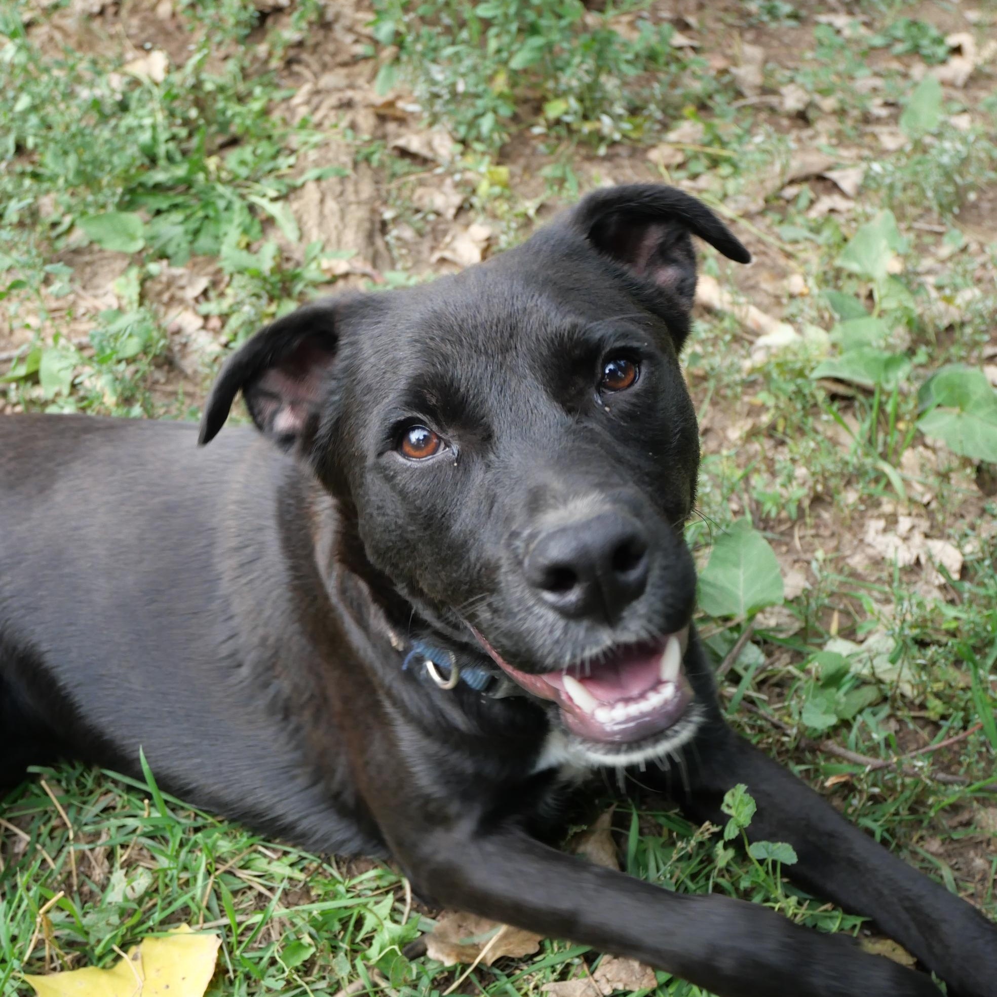 Bear, a Adoptable mixed breed in Boulder, CO image 2/6