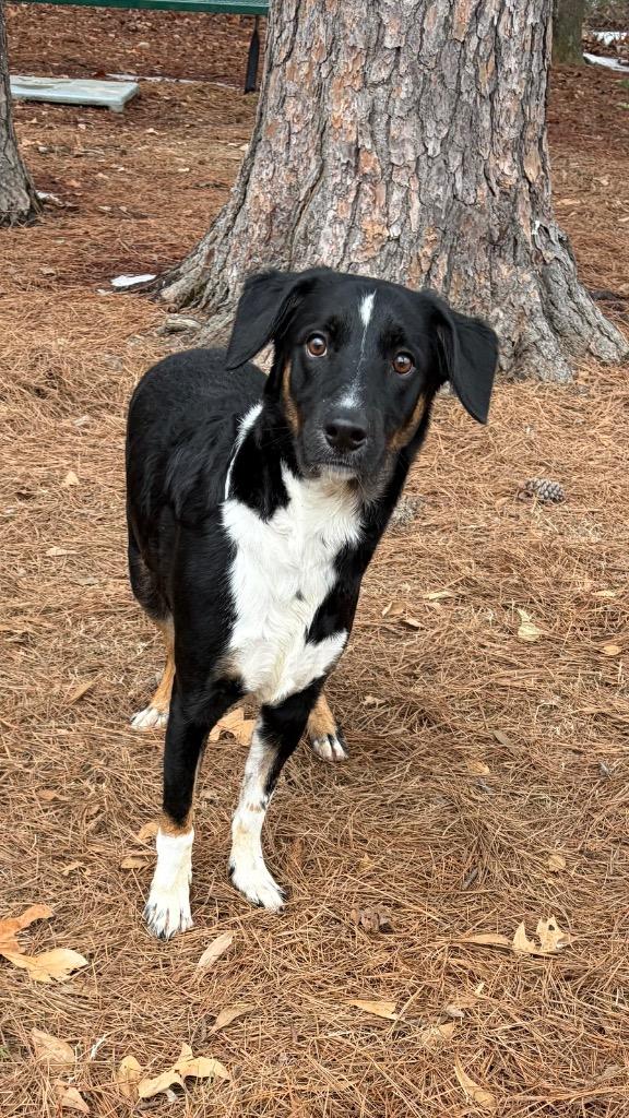 Neo, Adoptable, Young Male Border Collie.