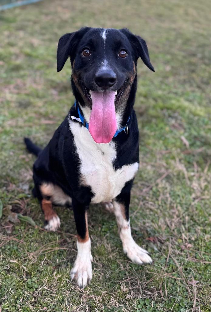 Enlarge Neo, a Adoptable Border Collie in Little Rock, AR image 2/6