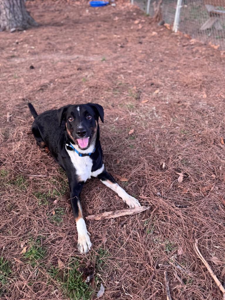 Enlarge Neo, a Adoptable Border Collie in Little Rock, AR image 3/6
