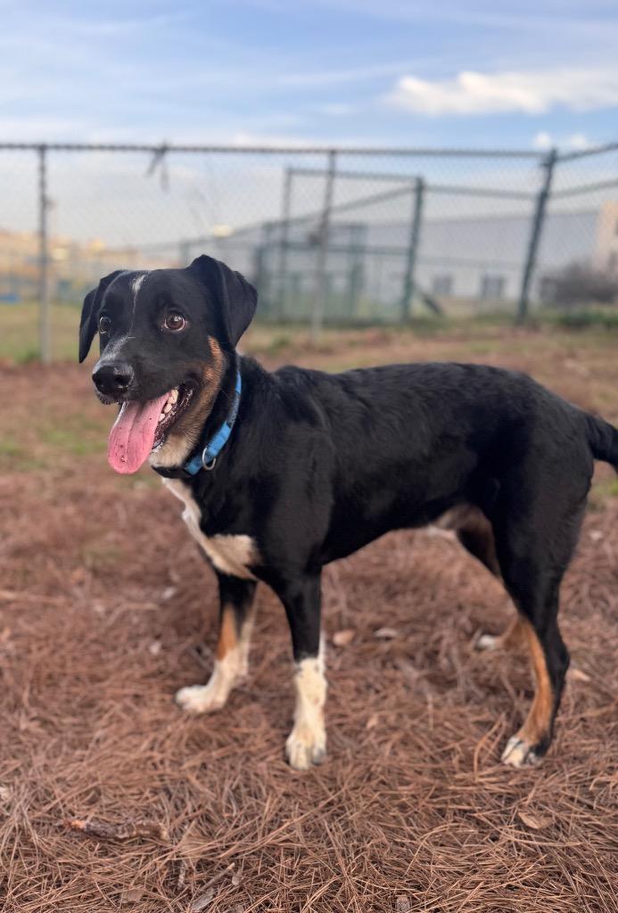 Enlarge Neo, a Adoptable Border Collie in Little Rock, AR image 5/6