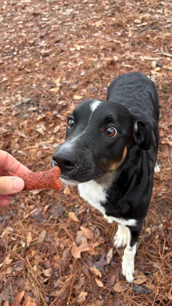 Enlarge Neo, a Adoptable Border Collie in Little Rock, AR image 6/6