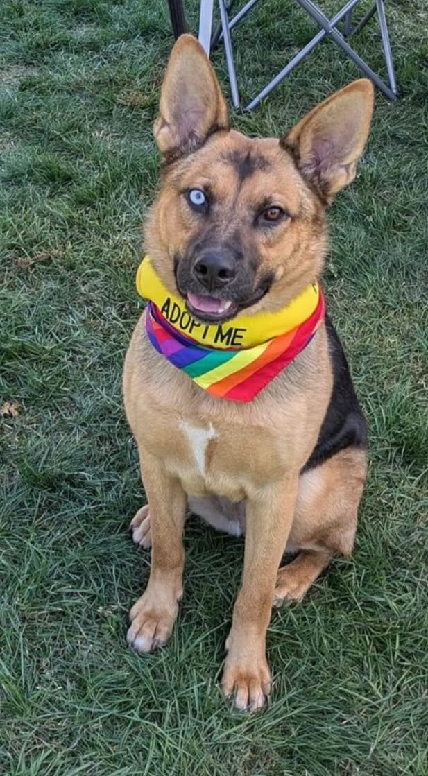 Shiera, a Adoptable mixed breed in Tracy, CA image 2/6