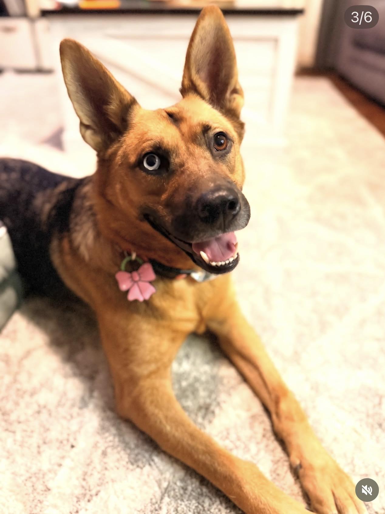 Enlarge Shiera, a Adoptable mixed breed in Tracy, CA image 6/6