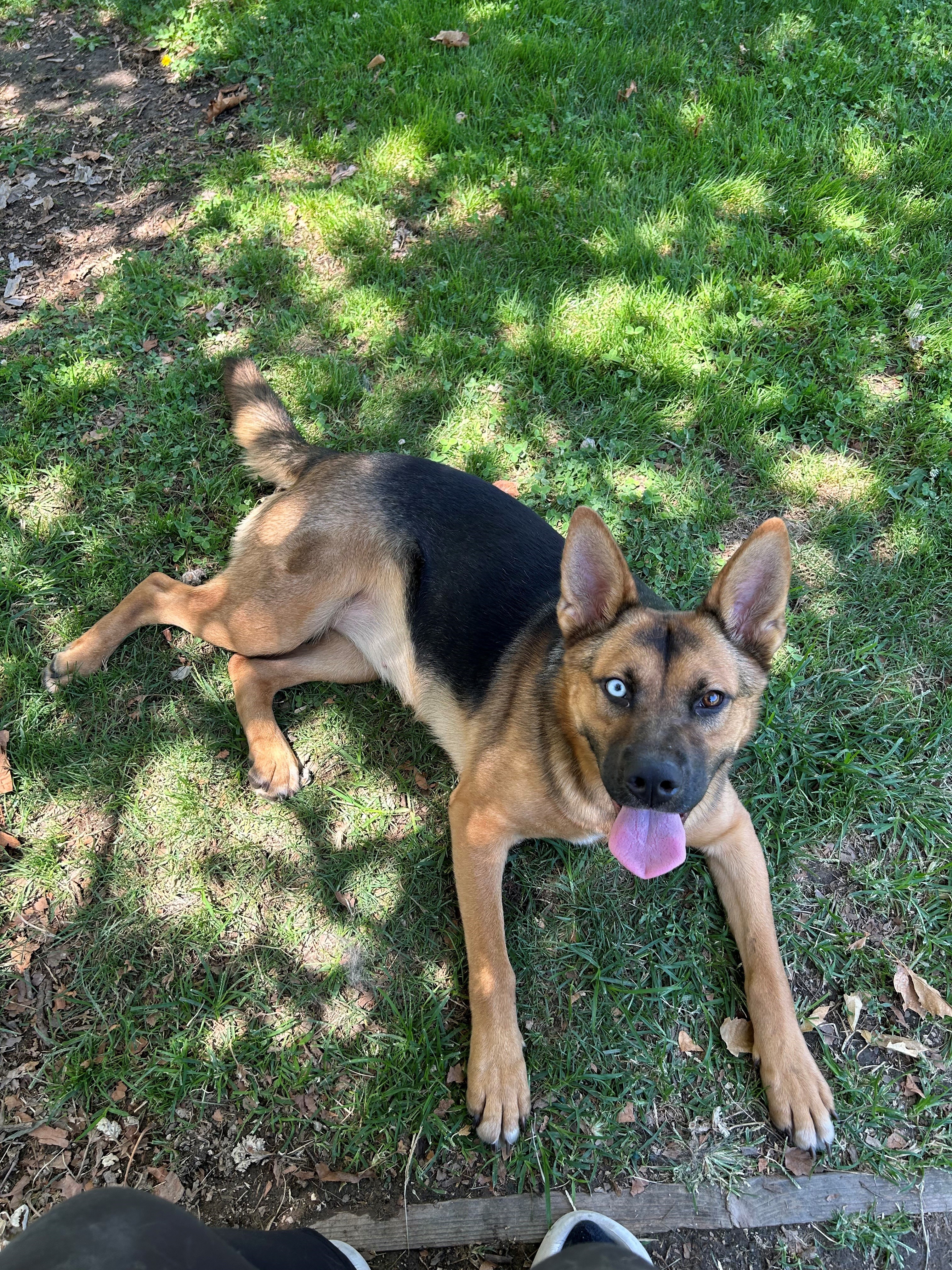 Shiera, a Adoptable mixed breed in Tracy, CA image 3/6