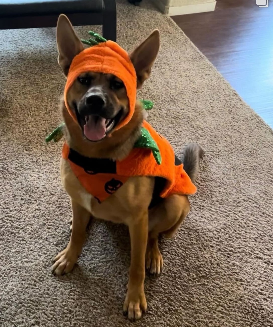 Shiera, a Adoptable mixed breed in Tracy, CA image 1/6