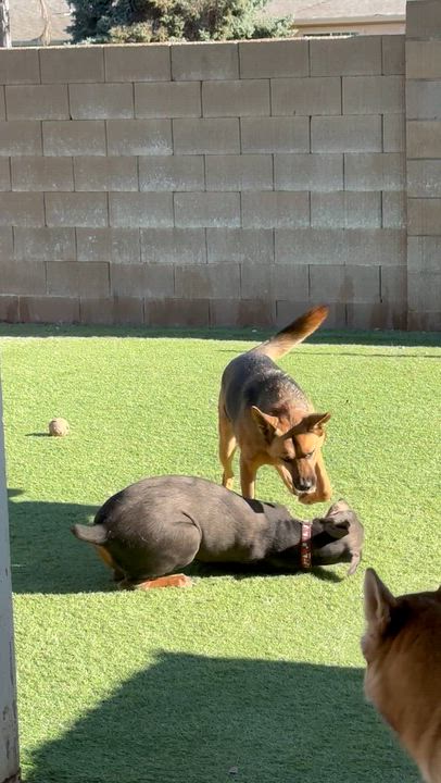 Enlarge Shiera, a Adoptable mixed breed in Tracy, CA video 5/6