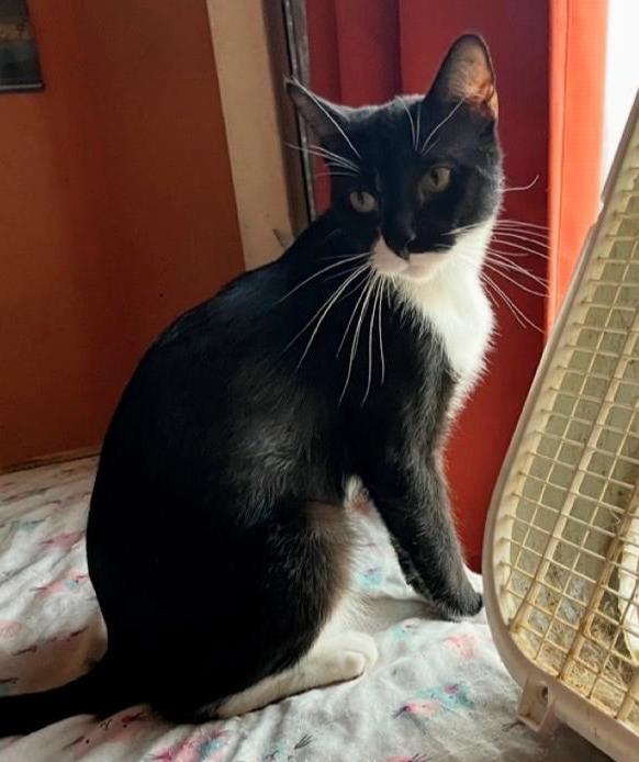 Enlarge Tyler, a Adopted Tuxedo in Phoenix, AZ image 1/1