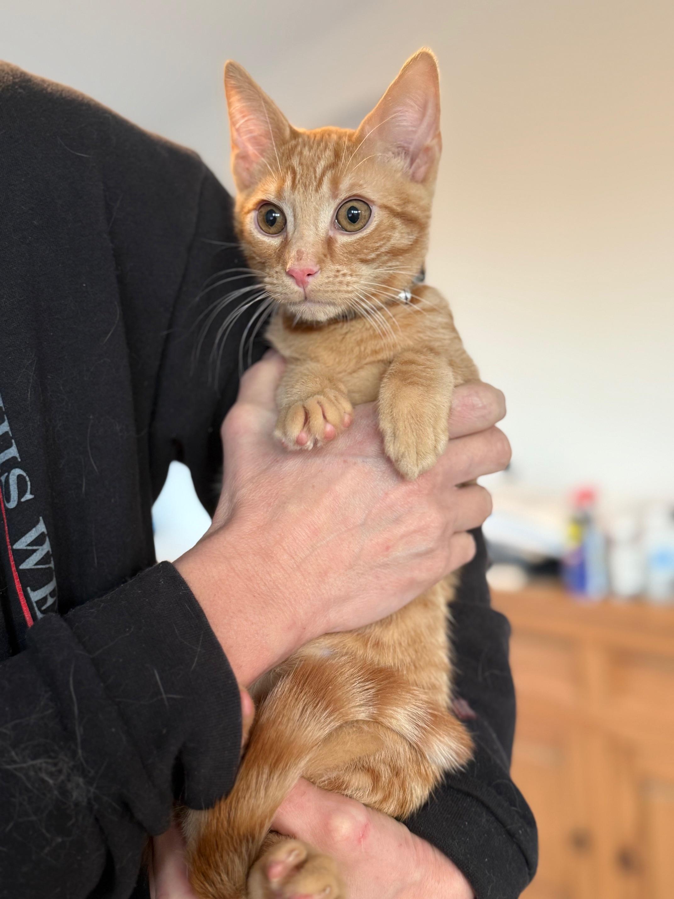 Enlarge Sunny, a Adoptable Domestic Short Hair in Johnson City, TN image 1/1