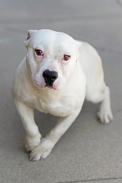 CALLOWAY, Adoptable, Adult Male Staffordshire Bull Terrier & Mixed Breed.