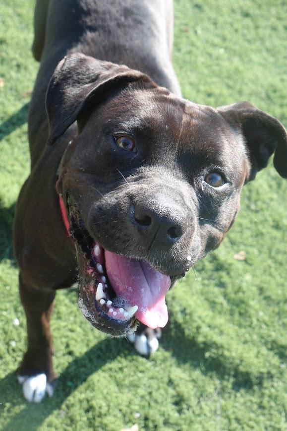 Enlarge Lovey (bonded pair), a ADOPTABLE mixed breed in Jackson, MS image 5/5