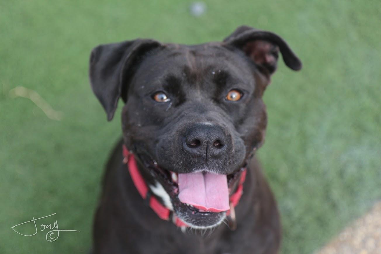 Enlarge Lovey (bonded pair), a ADOPTABLE mixed breed in Jackson, MS image 1/5