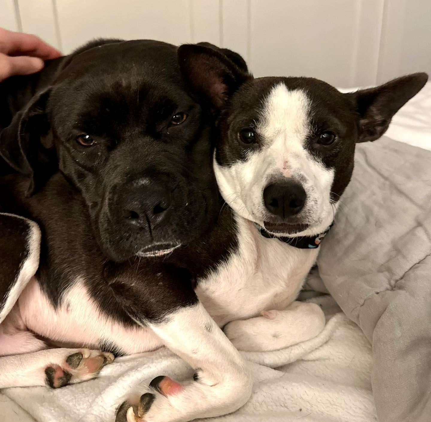 Enlarge Lovey (bonded pair), a ADOPTABLE mixed breed in Jackson, MS image 2/5