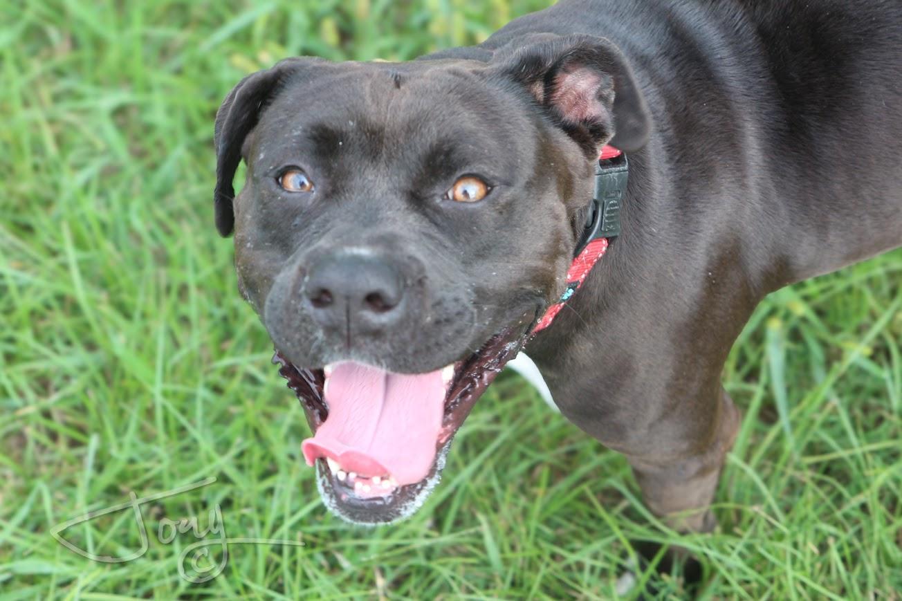 Enlarge Lovey (bonded pair), a ADOPTABLE mixed breed in Jackson, MS image 3/5