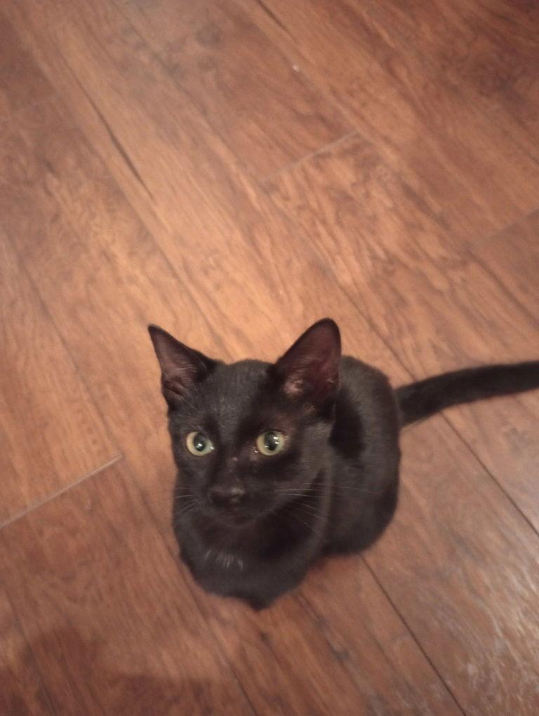 ZCL-C- Julie, Adoptable, Young Female American Shorthair.