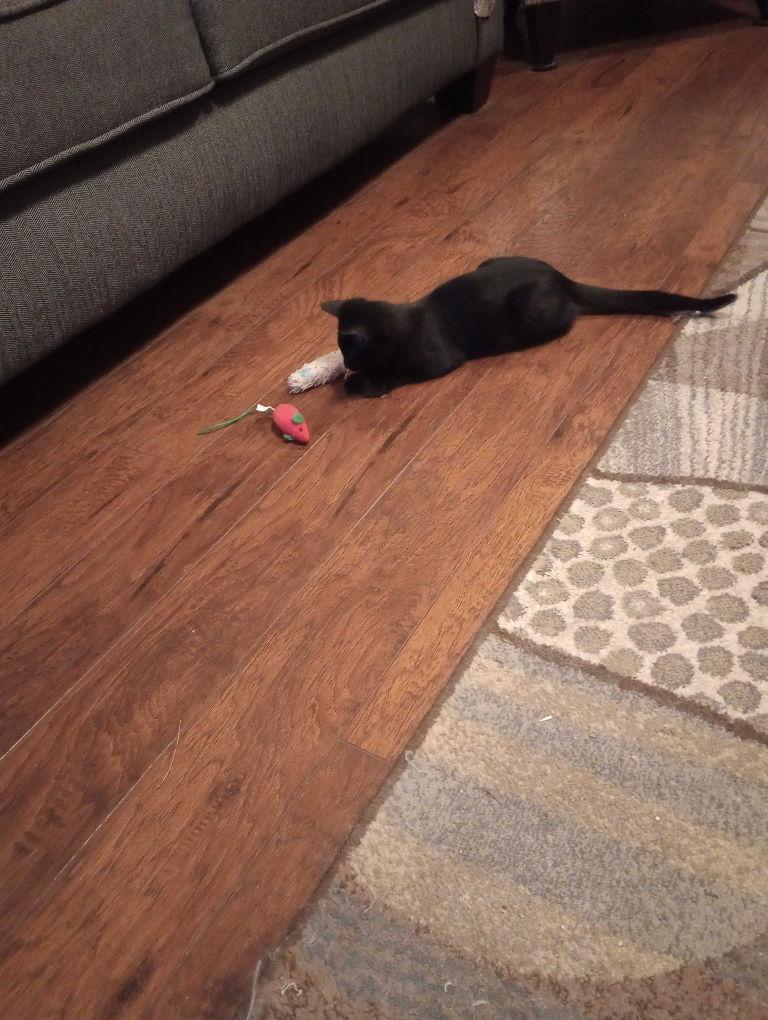 Enlarge ZCL-C- Julie, a Adoptable American Shorthair in Horn Lake, MS image 2/2