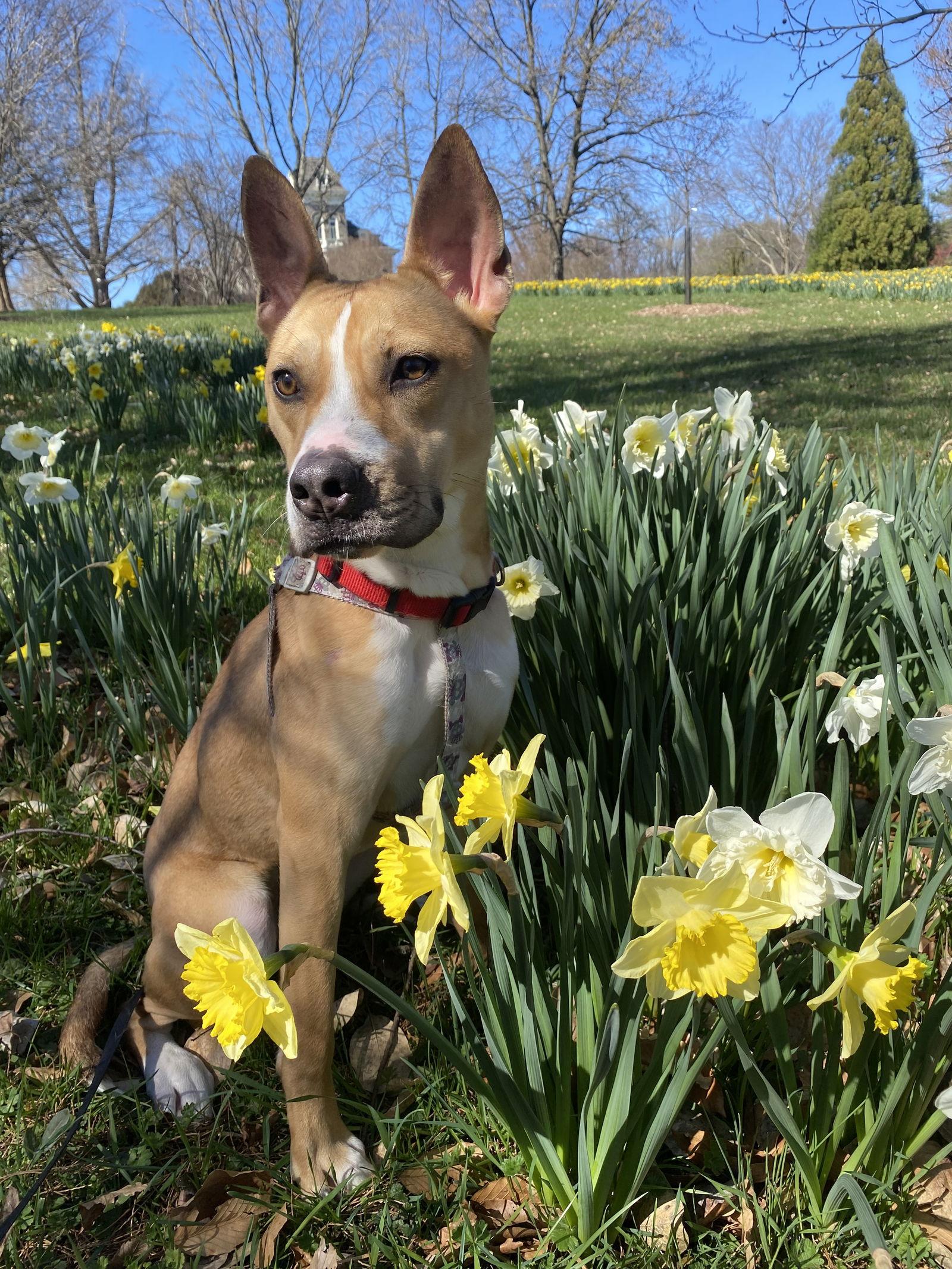 Aggie, Adoptable, Young Female Pit Bull Terrier & Husky.