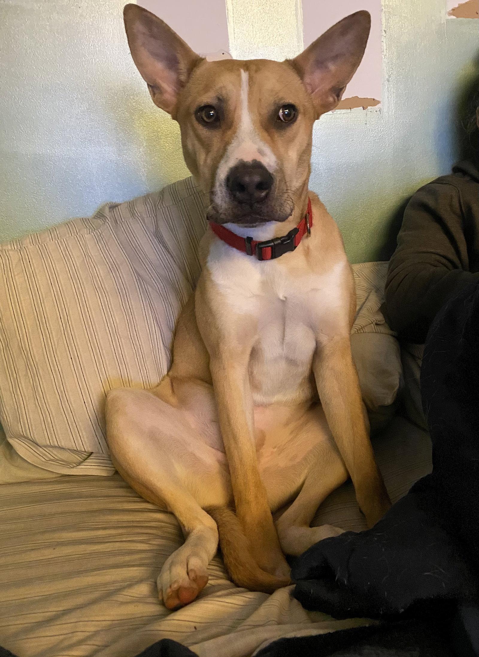 Enlarge Aggie, a Adoptable mixed breed in Westminster, MD image 2/3