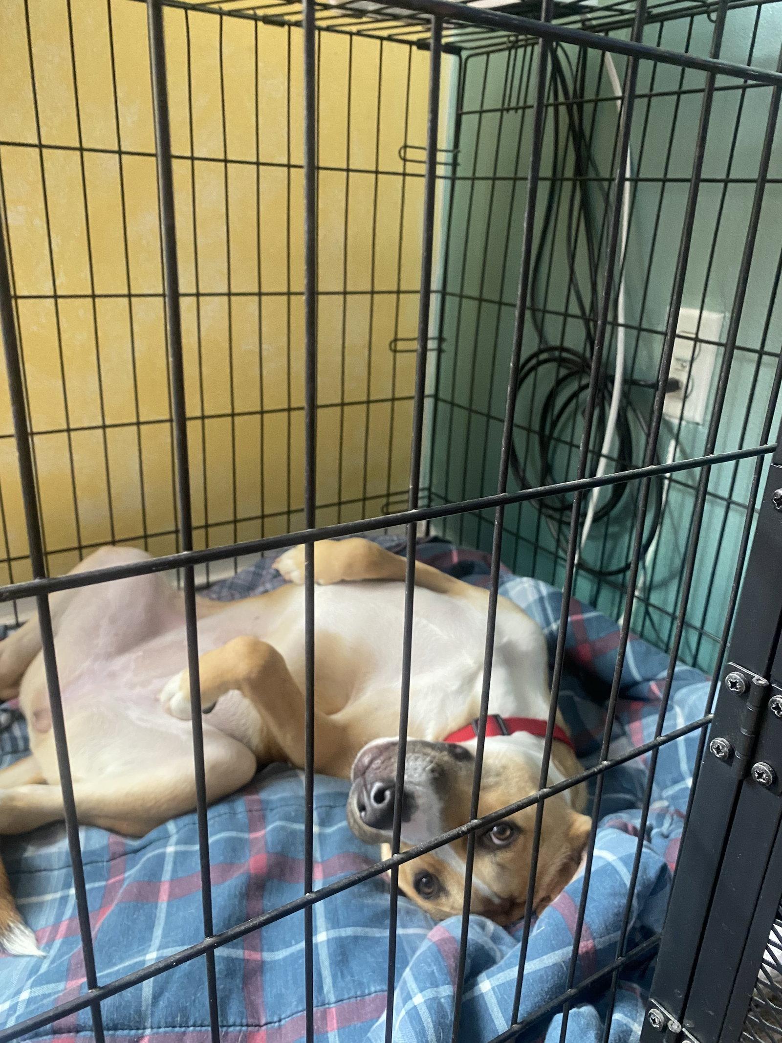 Enlarge Aggie, a Adoptable mixed breed in Westminster, MD image 3/3