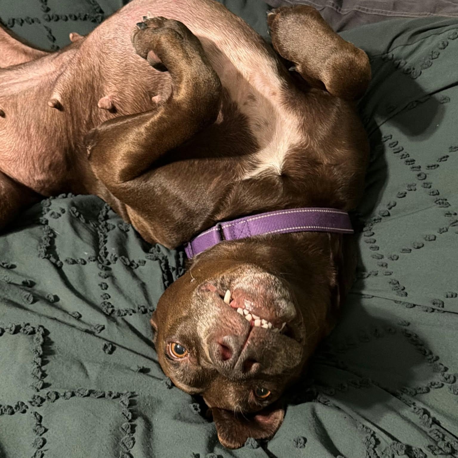 Enlarge LINDY, a Adoptable mixed breed in Loveland, CO image 2/6