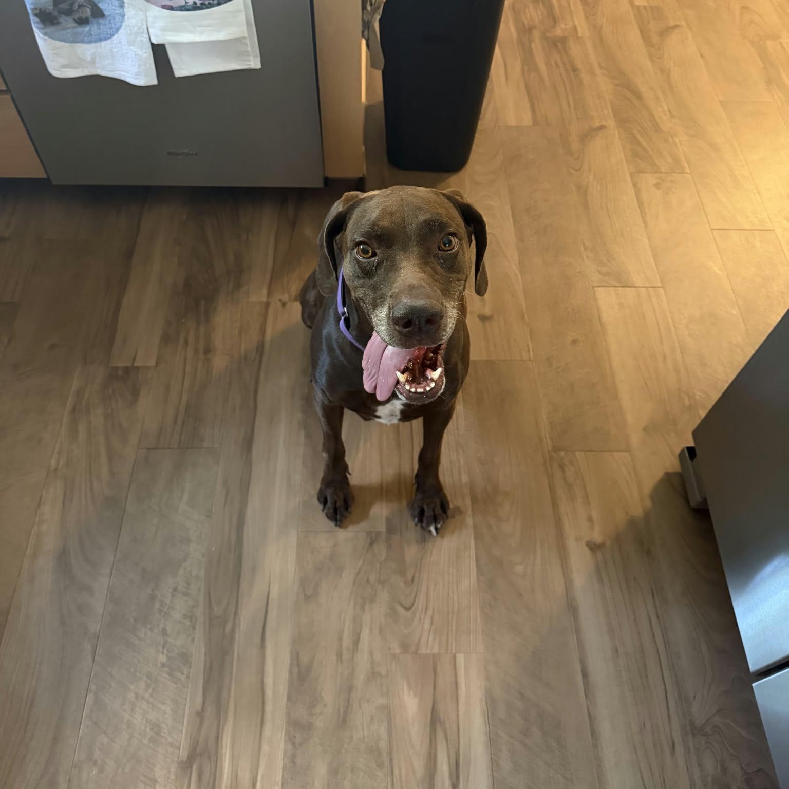 Enlarge LINDY, a Adoptable mixed breed in Loveland, CO image 4/6